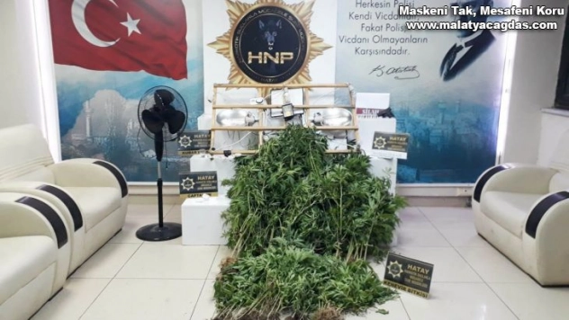 Hatay'da evinde kenevir yetiştiren şüpheli yakalandı