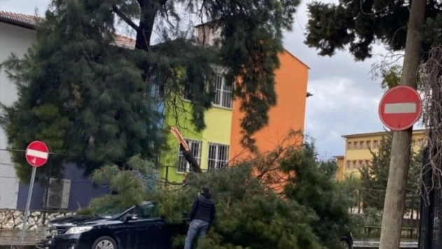 Hatay'da fırtına ağaçları devirdi