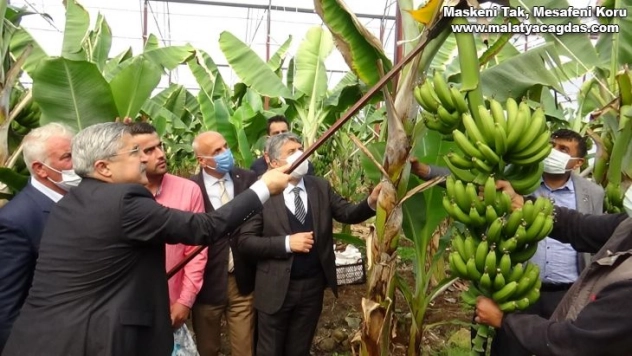 Hatay'da ilk muz hasadı yapıldı