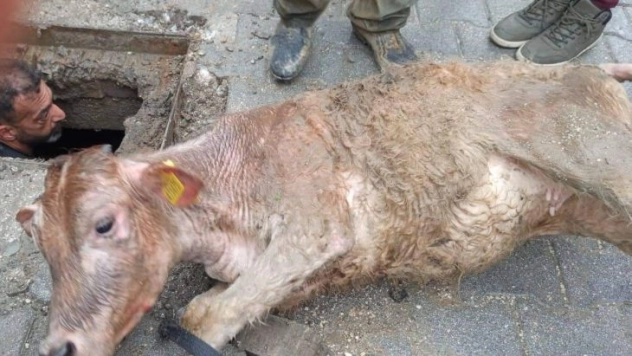 Hatay'da kaçan inek kanalizasyona sıkışmış halde bulundu