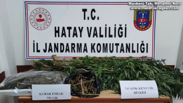 Hatay'da kenevir operasyonu