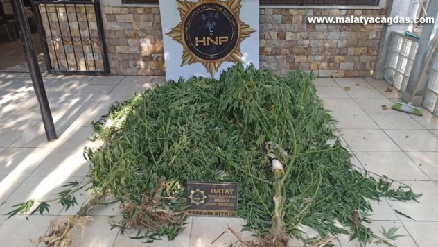 Hatay'da kenevir operasyonu