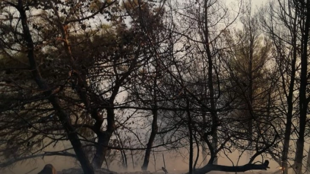 Hatay'da orman yangını