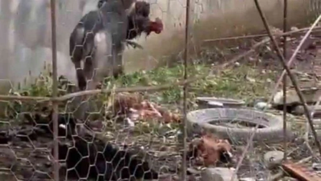 Hatay'da sokak köpeklerinin kümese saldırdığı anlar böyle görüntülendi