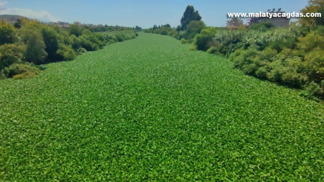 Hatay'da su sümbülleri Asi Nehri'ni istila etti