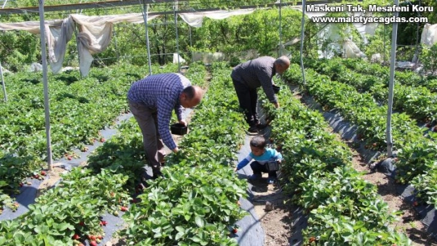 Hatay'da tarlada kilosu 9 liradan satılan çilek üreticinin yüzünü güldürdü