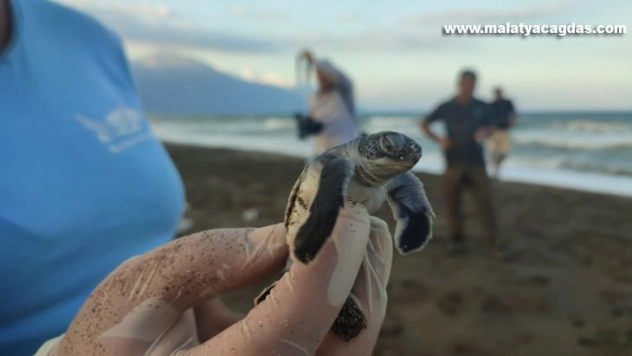 Hatay'da yavru kaplumbağalar denizle buluştu