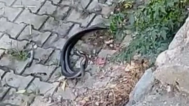 Hatay'da yılanların dansı