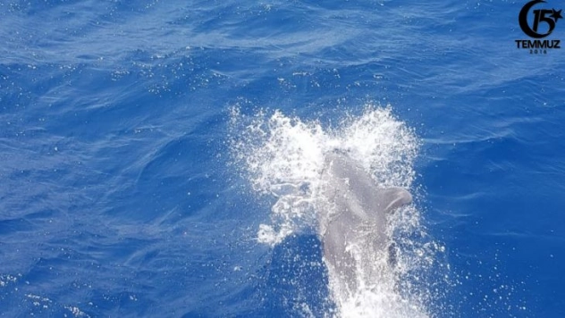 Hatay'da yunuslar tur teknesiyle yarıştı