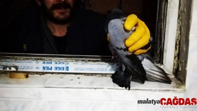 Havalandırma boşluğunda mahsur kalan güvercin itfaiye tarafından kurtarıldı