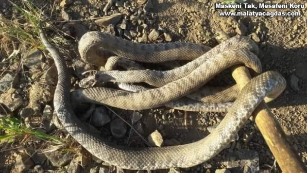 Havalar ısındı, yılanlar ortaya çıktı
