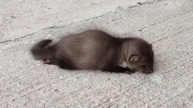 Havalimanında bulunan yavru sansar tedavi altına alındı