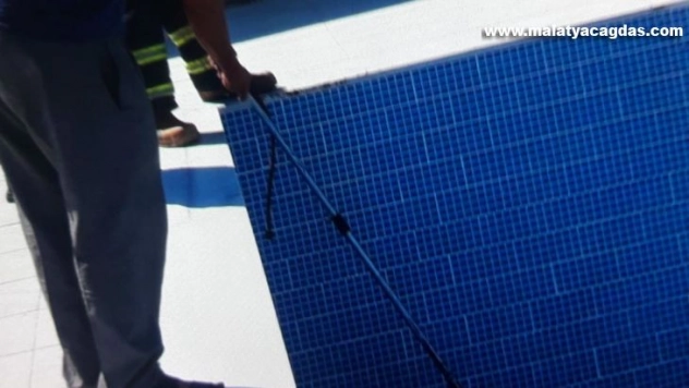 Havuza düşen köpeği itfaiye ekipleri kurtardı