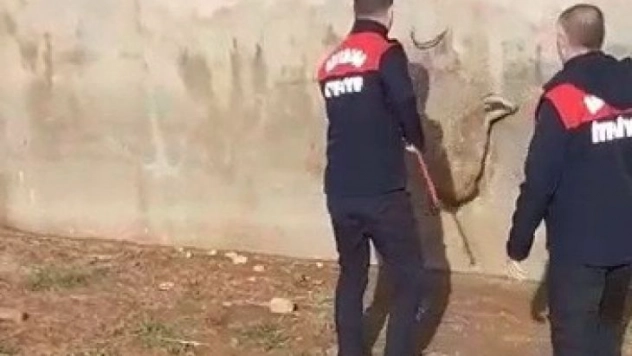 Havuza düşen sansar kurtarıldı