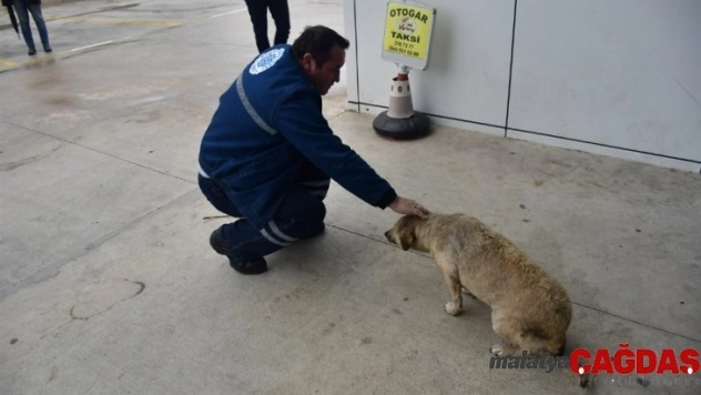 Hayvan dostu Biga Belediyesi