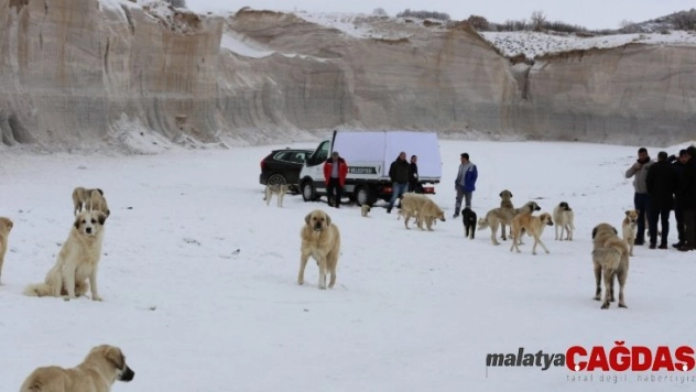 Hayvan Dostu Niğde Belediyesi