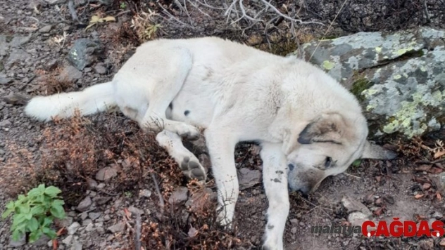 Hayvan hırsızları çoban köpeklerini zehirledi