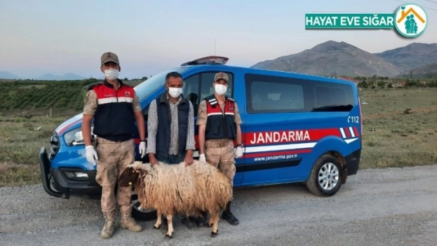 Hayvan hırsızlarına suçüstü