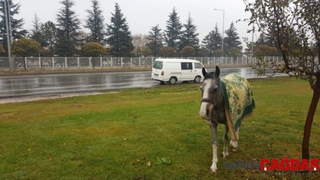Hayvanseverin dikkati atı ölümden kurtardı