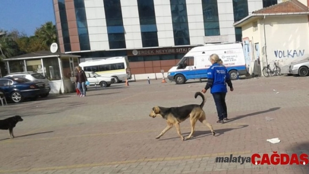 Hayvanseverlerden Erdek Belediyesine tepki