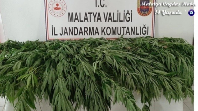 Kaçak kenevir eken şahsa gözaltı