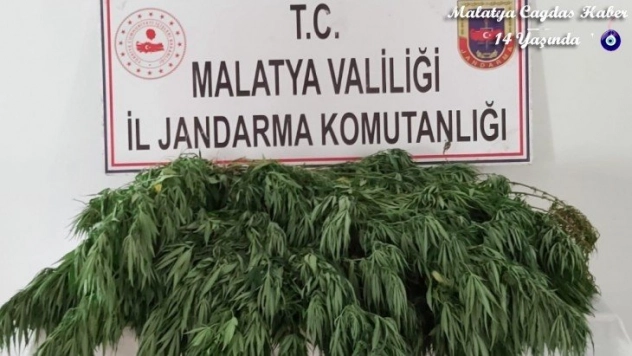 Hazine arazisine kaçak kenevir ekti