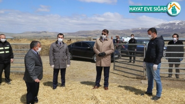 Hedef 1 Milyon Kangal Akkaraman Koyunu