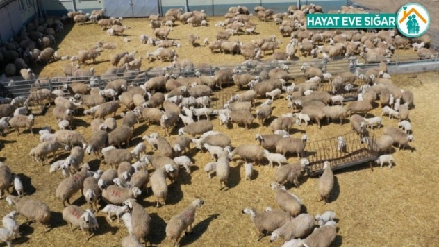 Hedef, Bir Milyon Kangal Akkaraman Koyunu