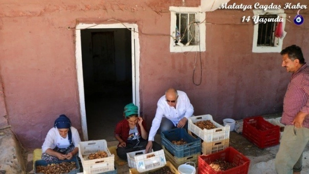 Hekimhan'da kayısı hasadı başladı
