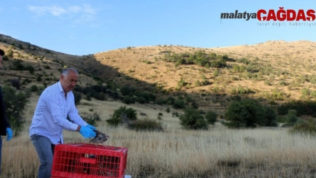Hekimhan'da kınalı keklikler doğaya salındı