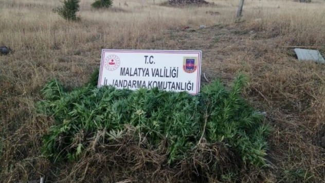 Hekimhan'da uyuşturucu operasyonu: 1 gözaltı