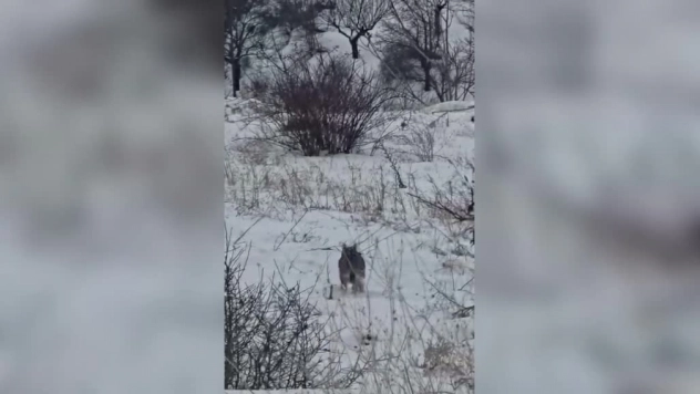 Hekimhan'da Vaşak Cep Telefonuyla Görüntülendi