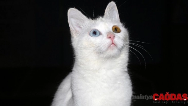 Her aileye bir Van kedisi