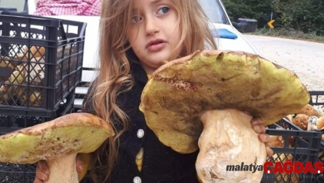 Her biri 2 kilo geliyor...Bursa'da toplanan mantarın tanesi 50 liradan satılıyor