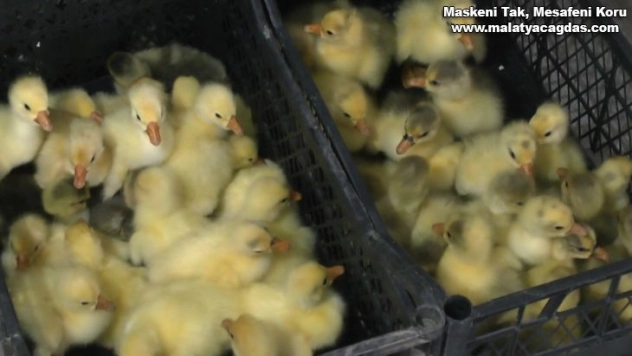 Hollanda'da turizm işini bıraktı Muş'ta kaz yetiştiriciliğine başladı