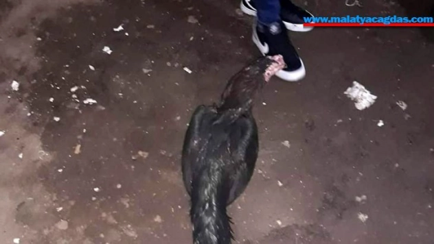 Horoz dövüştüren şahıslara suçüstü