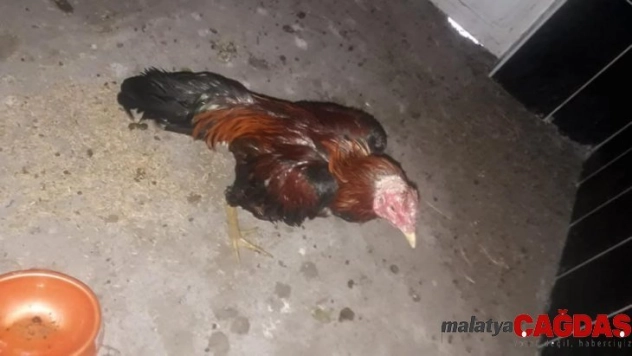 Horoz dövüştürenlere 31 bin lira para cezası