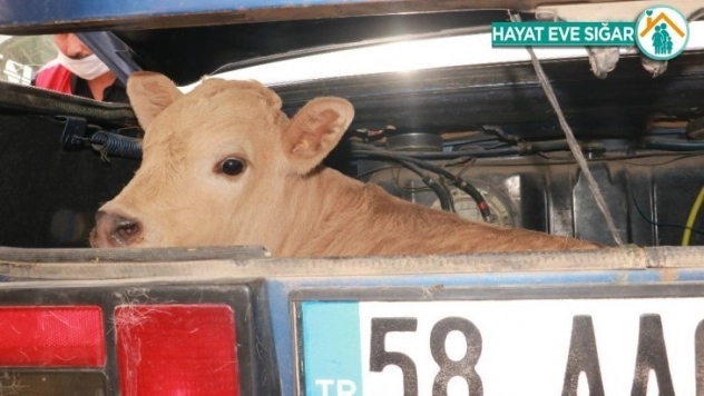 Hurdaya dönen araçtan 3 yaralı çıktı, bagajdaki buzağı olup bitenleri izledi