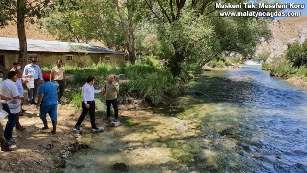 Hurman Çayı'na kırmızı benekli alabalık bırakıldı