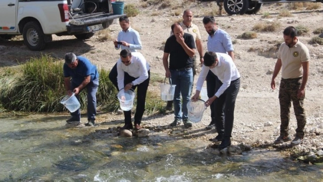 Hurman Çayına alabalık yavrusu bırakıldı