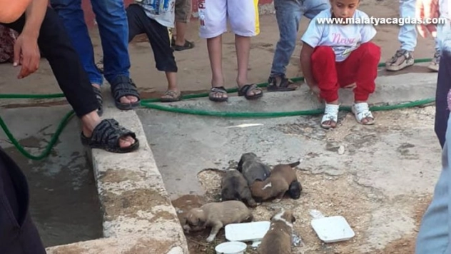 İki duvar arasına sıkışan yavru köpekler kurtarıldı