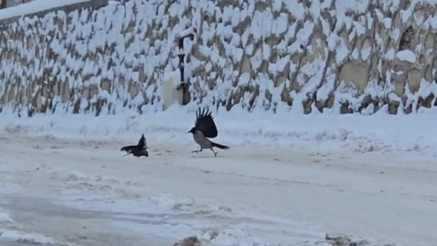 İlçe beyaza büründü, aç kalan kargalar sokaklara indi