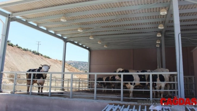 İlçe mezbahaları Kurban Bayramında hizmette