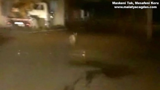 İlçeye inen kurtları araçla kovaladılar