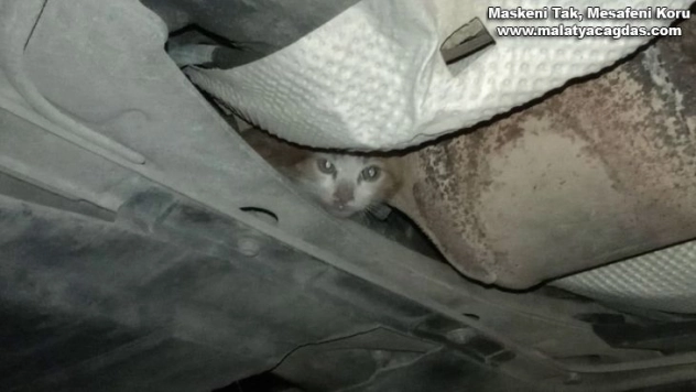 İnatçı kedi herkesi yıldırdı