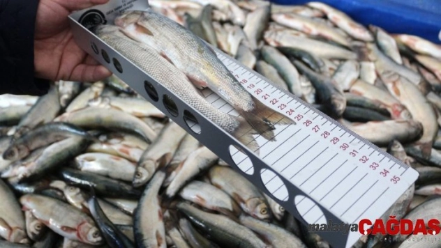 İnci kefalinin boyu 7 santimetre uzadı