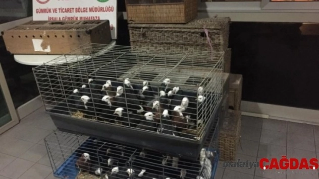 İpsala Sınır Kapısı'nda ticareti yasak olan 235 canlı güvercin ele geçirildi