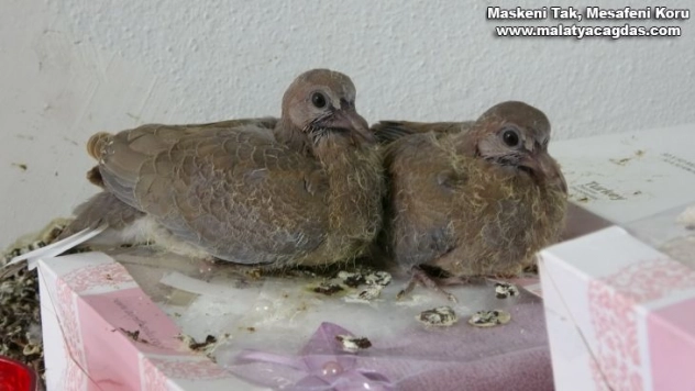 İş yerinde dünyaya gelen güvercinlere dokunulmuyor