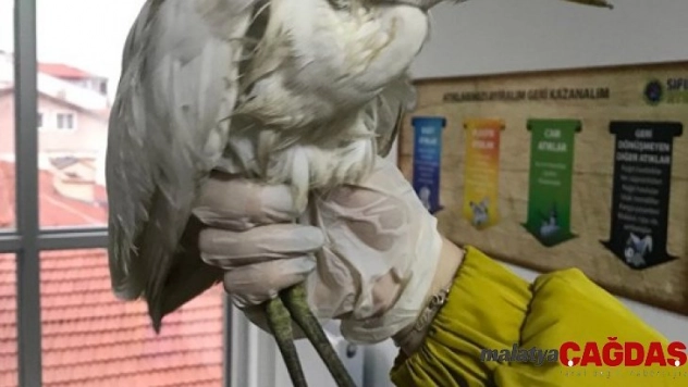 Isparta'da bulunan yaralı sığır balıkçıl DKMP ekiplerince korumaya alındı