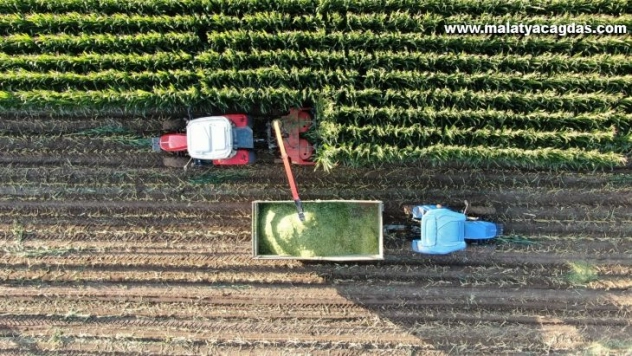 İştah açıyor, süt verimini arttırıyor, hasadına başlanıldı